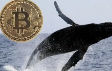 比特币价格波动下，为何巨鲸地址仍在不间断的增持？