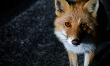 在加密制裁背景下，MetaMask和Infura封锁了来自“某些地区”的用户访问