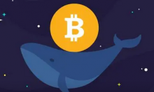  4月后巨鲸增持超20,000个BTC，持有量占流通量的42.4%