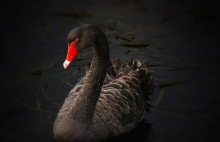 比特币是否会在下个月迎来下一个黑天鹅事件